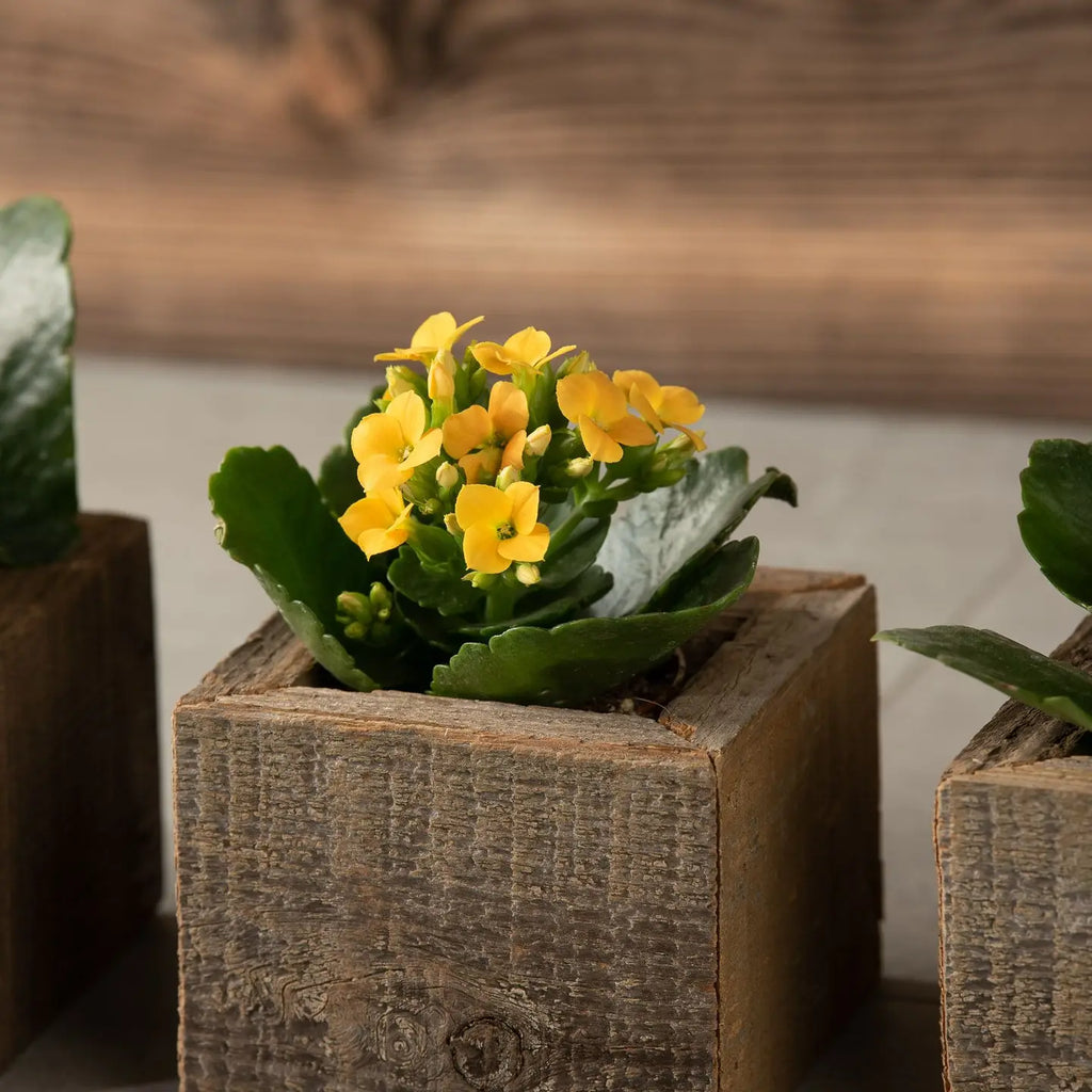 Reclaimed Wood Mini Square Planters / Favor Boxes EACH