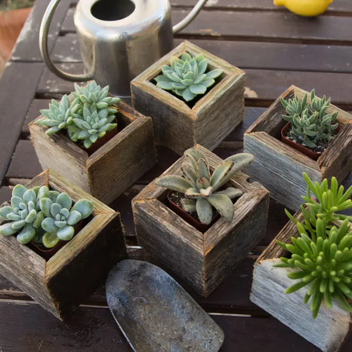Reclaimed Wood Mini Square Planters / Favor Boxes EACH