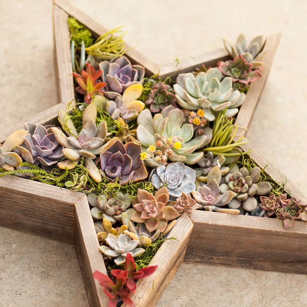 Rustic Star Reclaimed Wood Planter